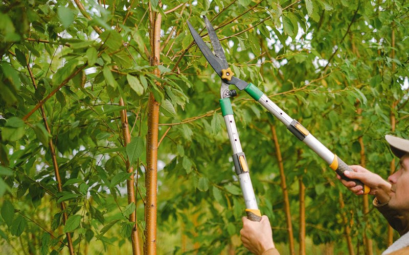 Tree trimming in Lacassine, LA